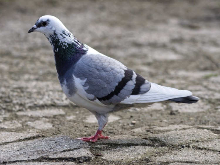 What do pigeons like to eat? What&#39;s good for them? – Critter clean out