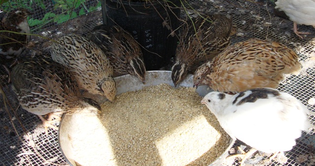 Flock raiser for quail | Pick Me Yard