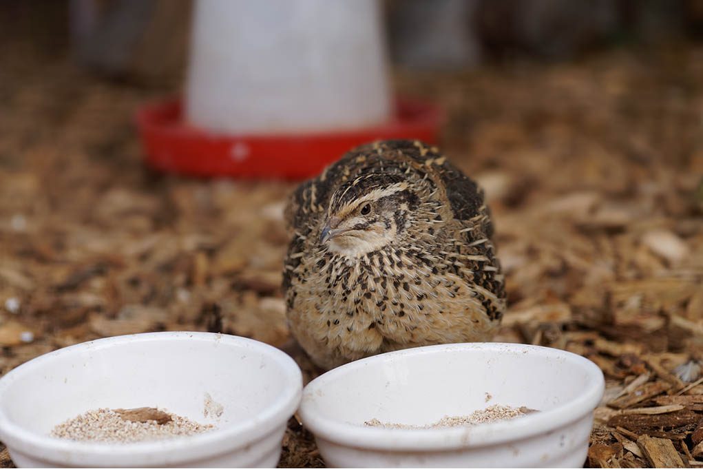 What Do Quails Eat? The Ultimate Quail Feed Guide -