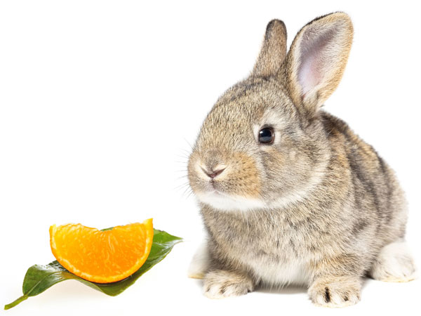 Can Rabbits Eat Oranges? 5 Things to Consider - VIVO Pets