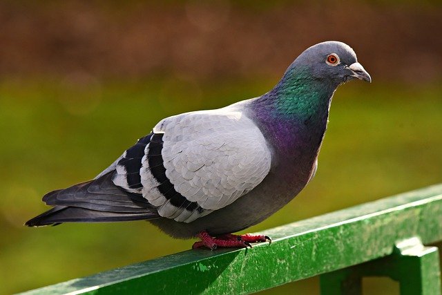 What Do Wild Pigeons Eat? (Pigeon Diet) | Bird Feeder Expert