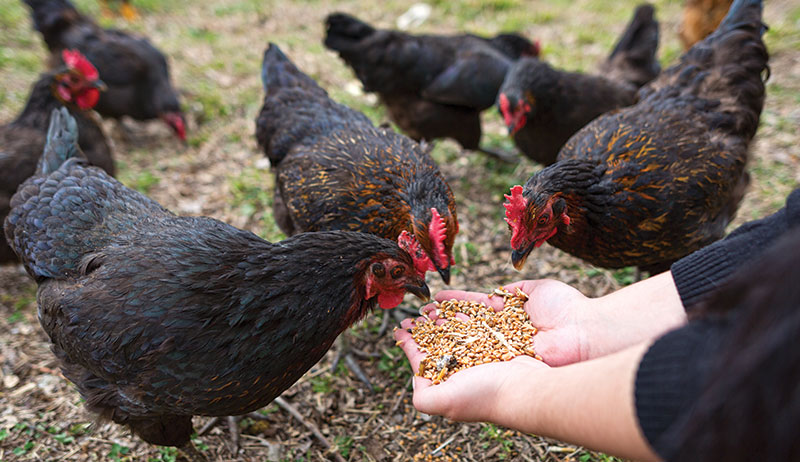Up to Scratch: A Guide to Specialty Grains for Chickens - Hobby Farms