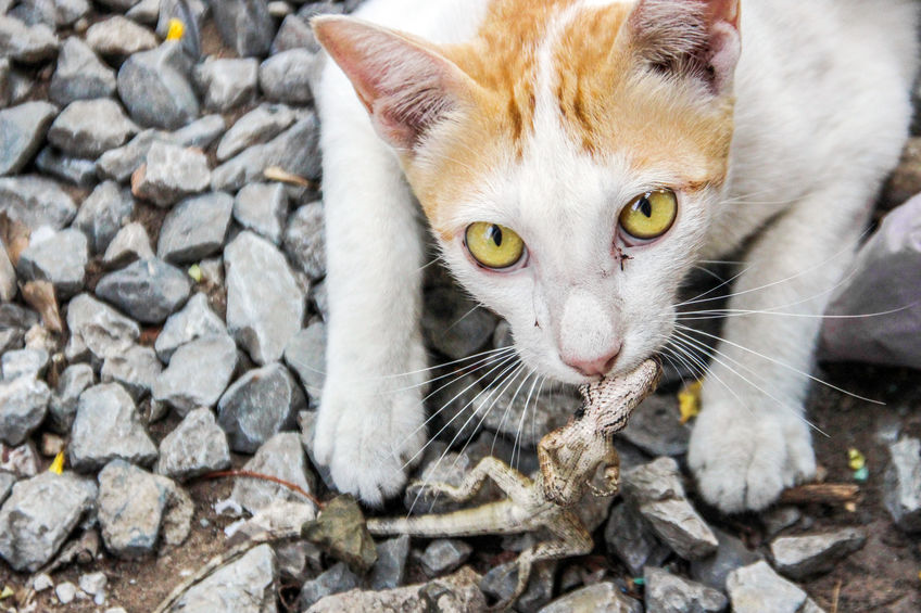 can cats eat lizards PetSchoolClassroom