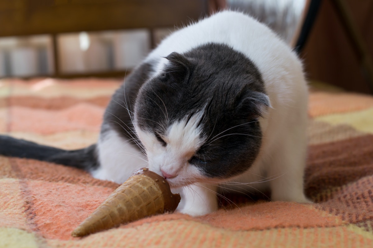 Ice Cream For Cats Is Actually A Hydrating Treat You Can Easily DIY For  Your Furry Friend