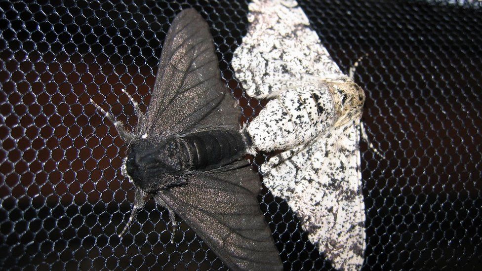 Famous peppered moth&#39;s dark secret revealed - BBC News