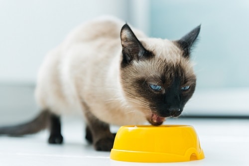 Can Cats Eat Beans – What You Should Know! – FAQcats.com