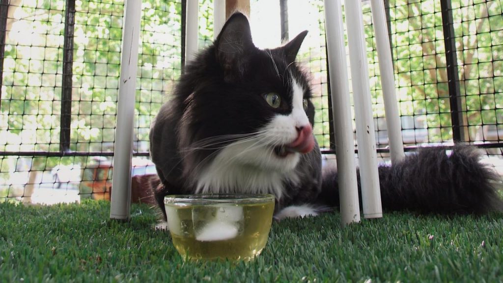 How to Make Catnip Tea for Cats - PetSchoolClassroom