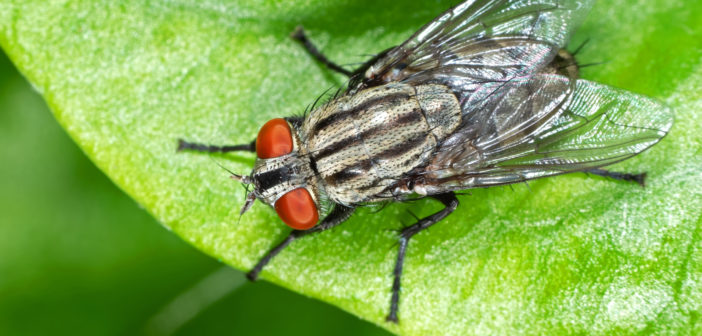 All about flies – pests at picnics, but vital pollinators -