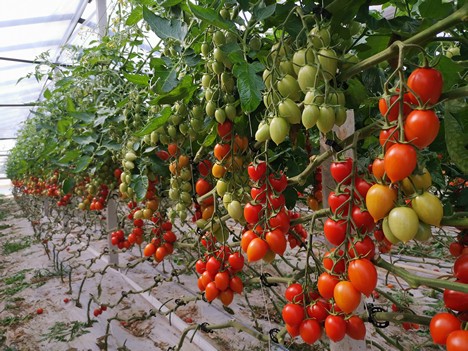 Growing tomatoes is not easy at the threshold of 2021