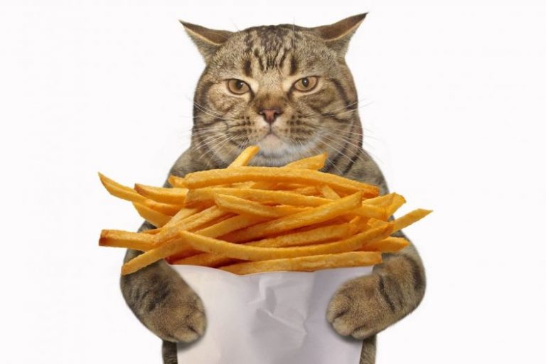 can-cats-eat-potato-chips-petschoolclassroom