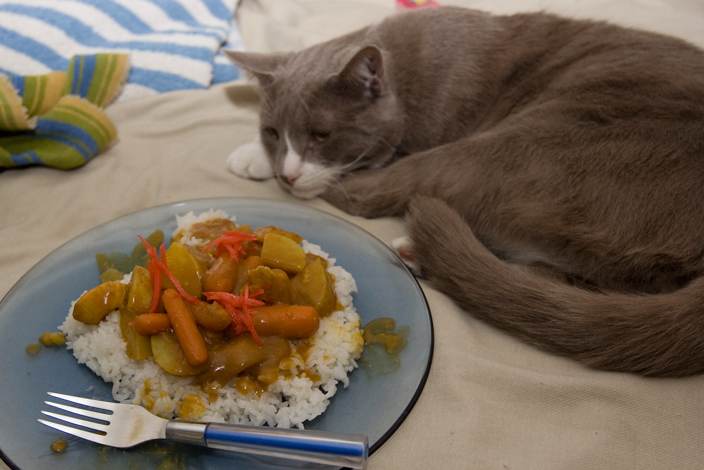Silly Cat. Cats don't eat curry. | pinguino k | Flickr