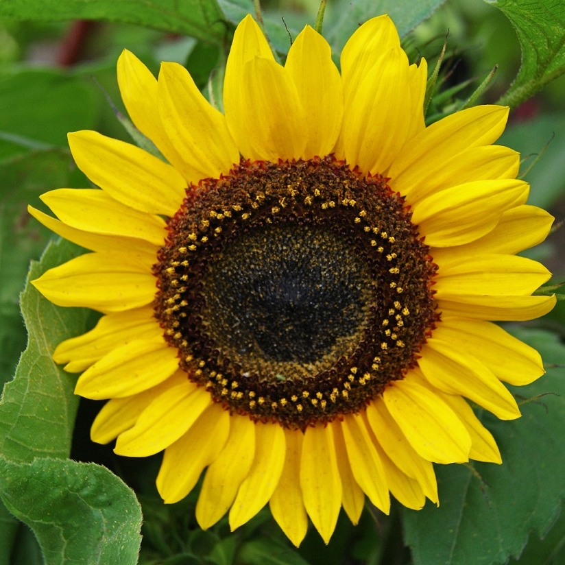 Sunflower Seeds - Domino | Flower Seeds in Packets &amp; Bulk | Eden Brothers