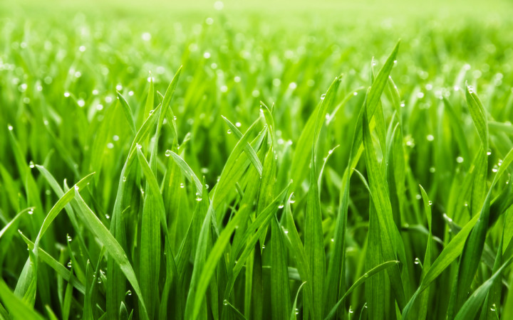 Why Is the Grass Wet In the Morning? | Wonderopolis