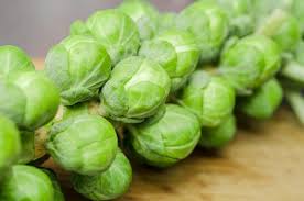 Growing Brussels Sprouts: Planting, Growing, and Harvesting Brussels Sprouts  | The Old Farmer's Almanac
