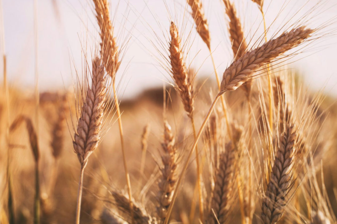 AAFC lowers Canadian wheat ending stocks outlook | 2019-12-30 | World Grain