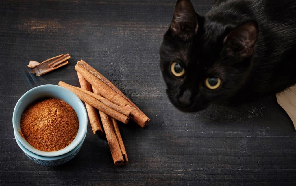 Can Cats Eat Cinnamon? 8 Warning Signs Of Toxicity Revealed!