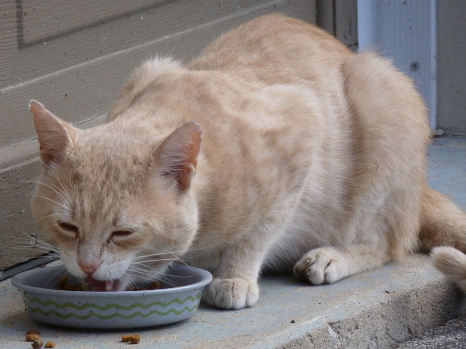 commercial chicken broth, cat pure chicken broth, chicken broth good, eating chicken broth, low sodium chicken broth