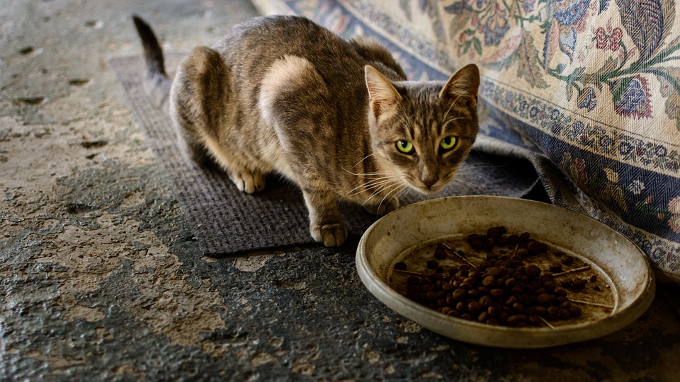 dog treats, cats eat dog jerky, cats eat dog chews, cat dog treats