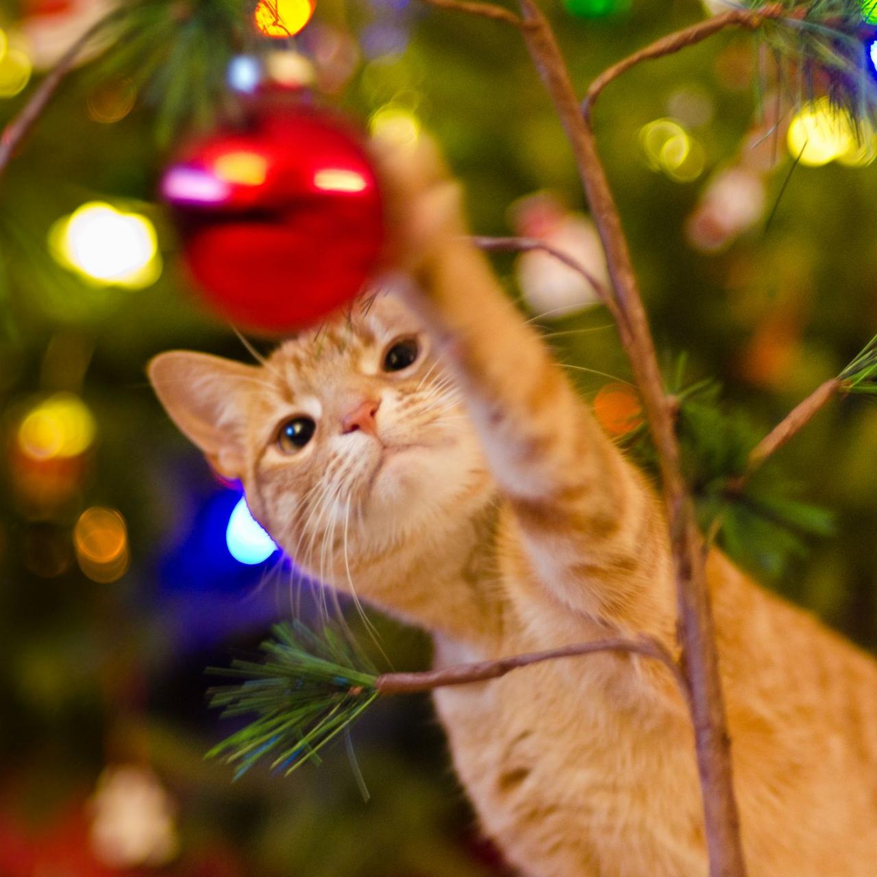 How to Keep Your Cat Out and Away from the Christmas Tree - Cat-Proof Christmas  Tree