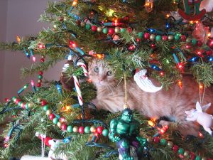 Can Cats Eat Christmas Trees - PetSchoolClassroom