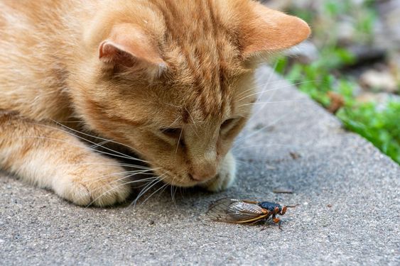 can cats eat flies