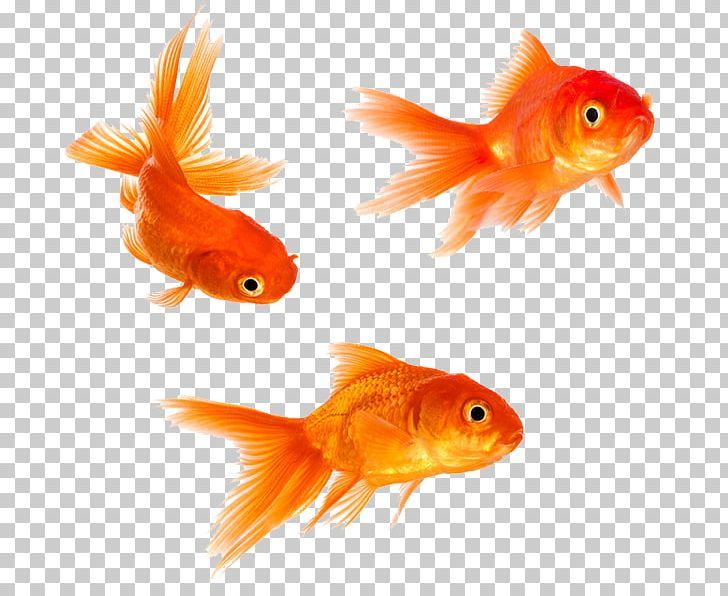 Goldfish Stock Photography PNG, Clipart, Bony Fish, Feeder Fish, Fin, Fish,  Fotosearch Free PNG Download | Golden fish, Goldfish, Fish