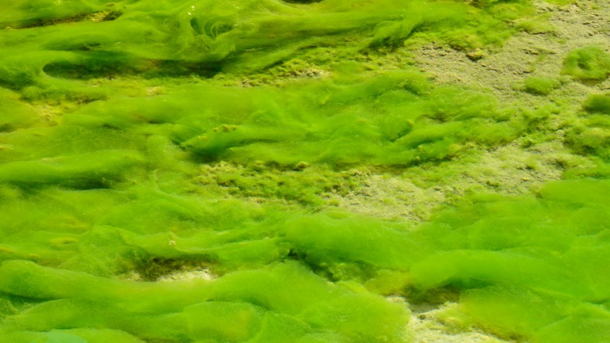 9 Algae-Powered Innovations for Sustainable Future Living