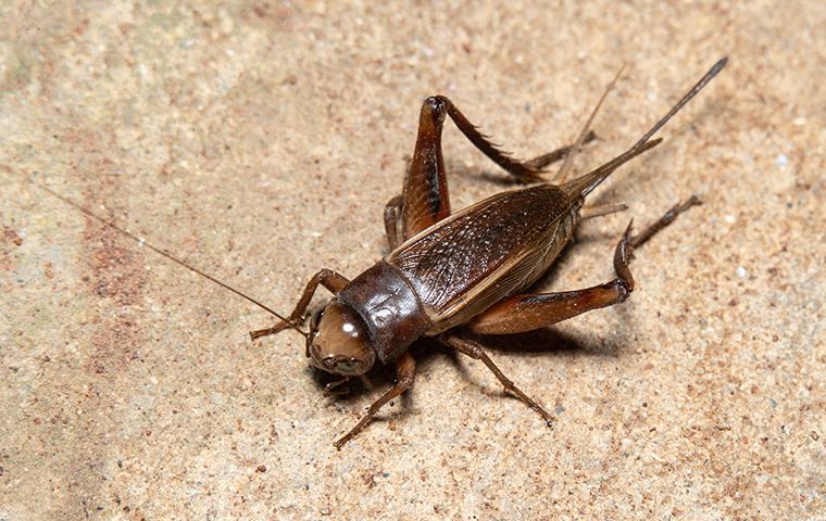 Can cats eat crickets - PetSchoolClassroom