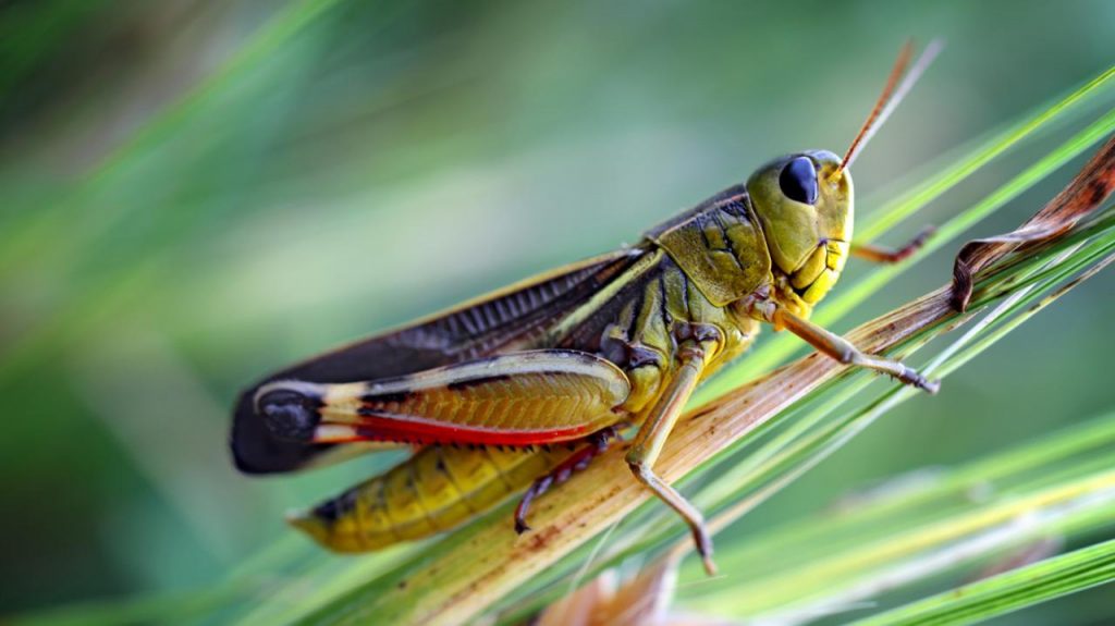 Should Cats Eat Grasshoppers