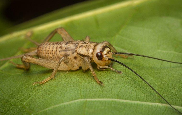 Can cats eat crickets - PetSchoolClassroom