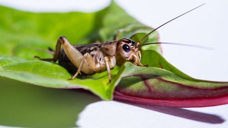 Eating crickets is good for you, study finds – EURACTIV.com