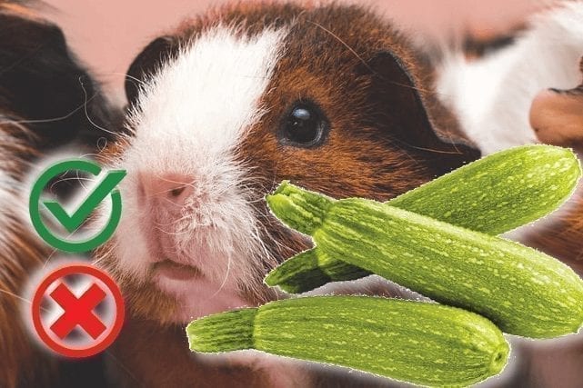 Can dogs eat zucchini? Good or Harmful - The Pet Guide Home